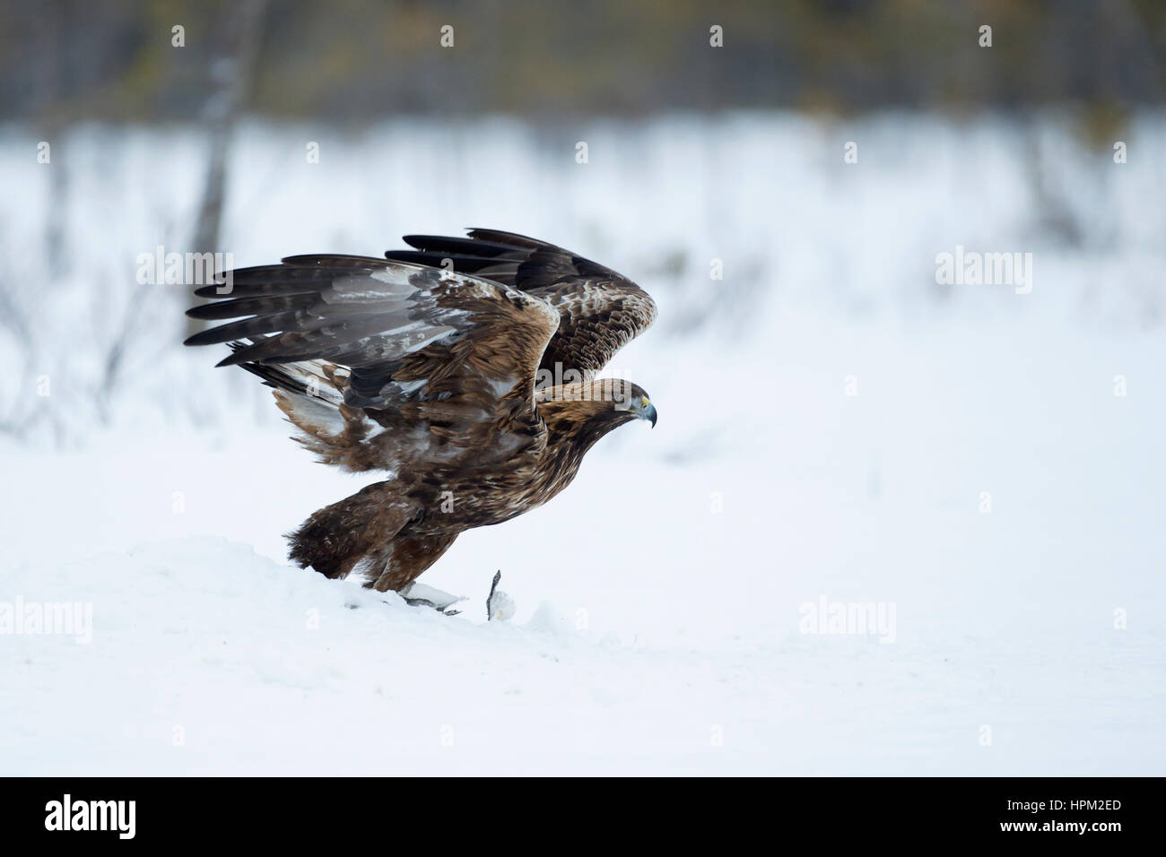 Aquila reale (Aquila chrysaetos) prendendo il largo nella neve Foto Stock
