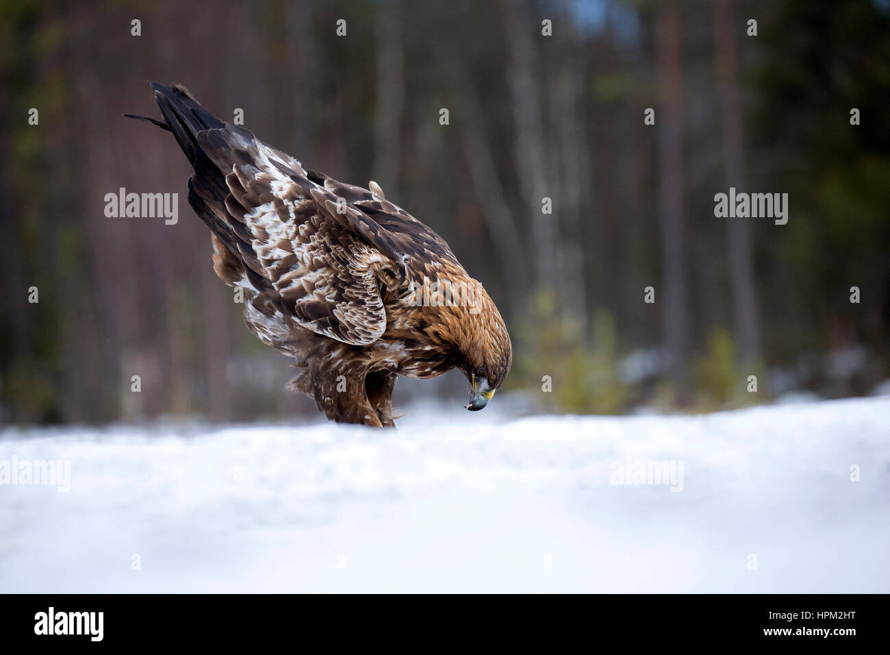 Aquila reale (Aquila chrysaetos) alimentazione nella neve Foto Stock