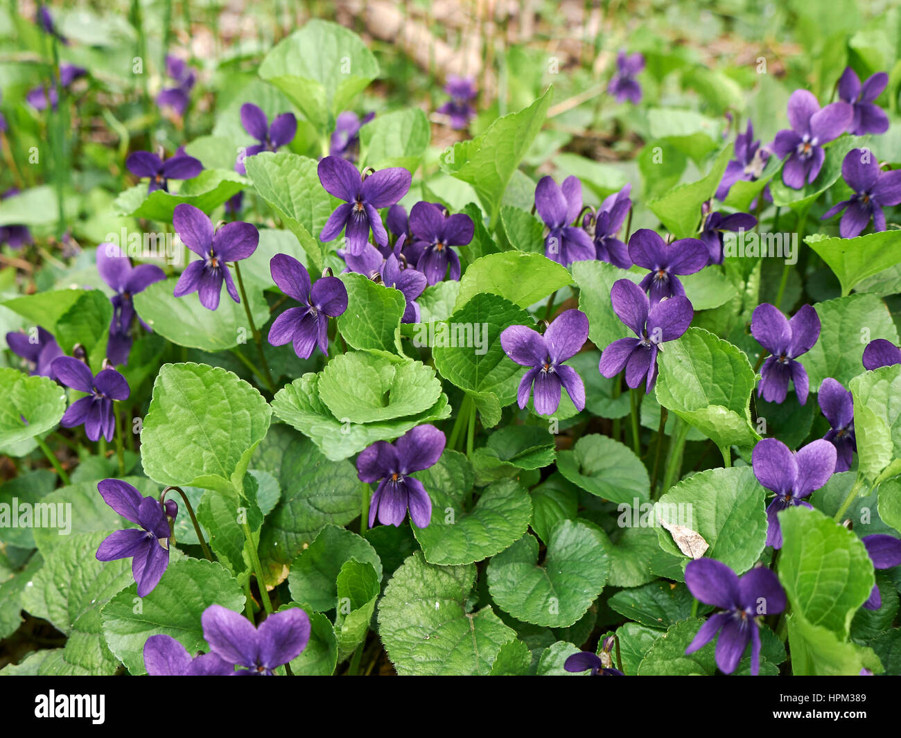 Viola odorata Foto Stock