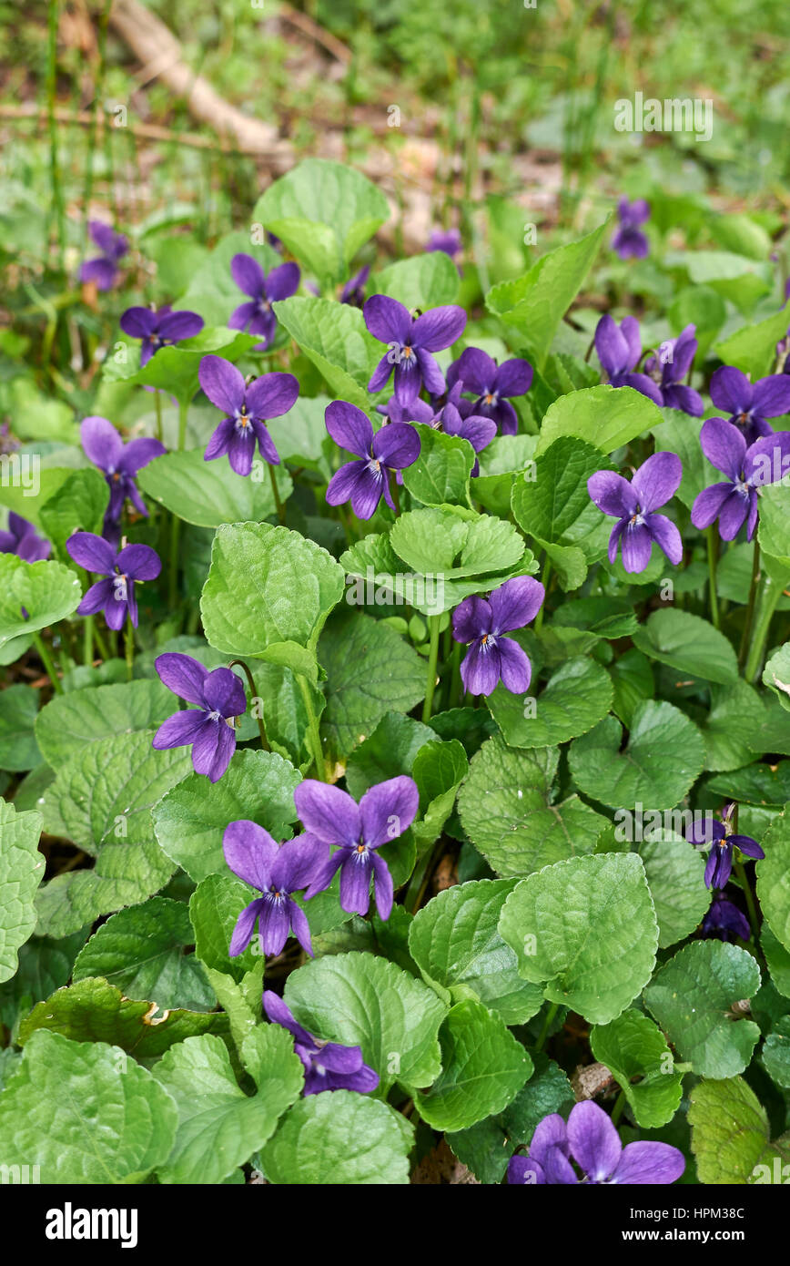 Viola odorata Foto Stock