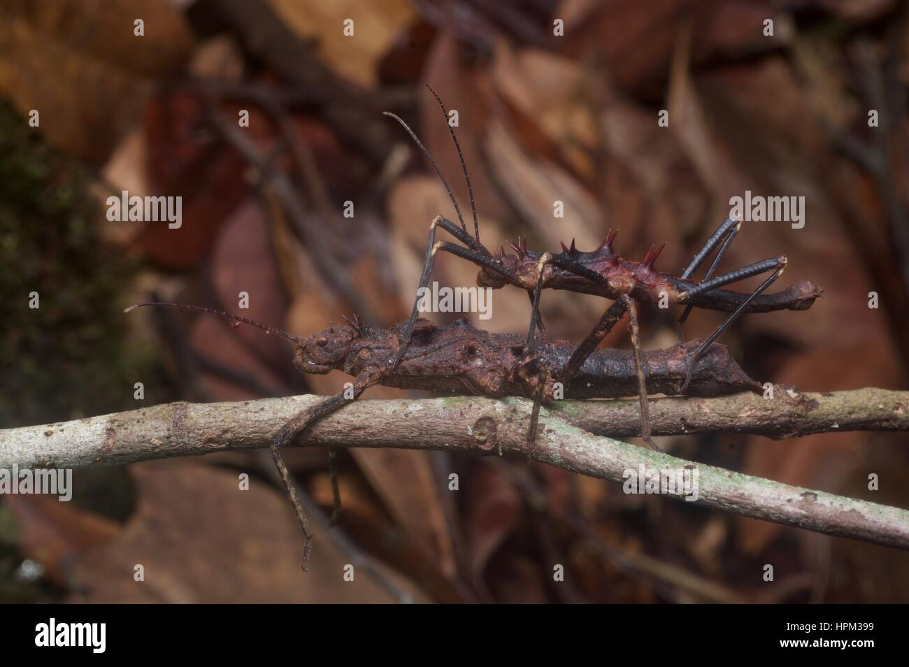 Una coniugata coppia di Gecko Stick insetti (Hoploclonia gecko) su un ramoscello in Kubah National Park, Sarawak, Est Malesia, Borneo Foto Stock