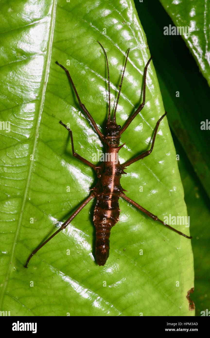 Un Touch-Me non-Stick insetto (Epidares nolimetangere) su una foglia in Kubah National Park, Sarawak, Est Malesia, Borneo Foto Stock
