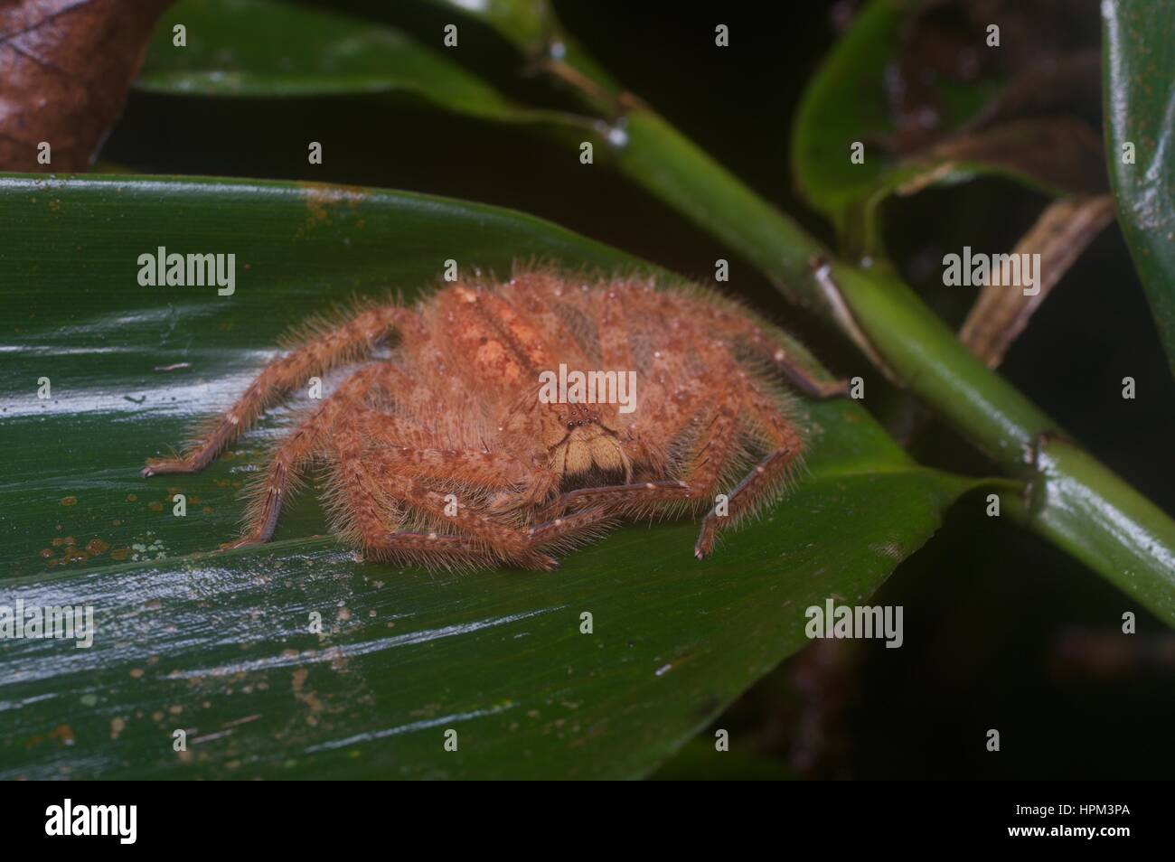 Un David Bowie Spider (Heteropoda davidbowie) su una foglia nella foresta pluviale in Ulu Semenyih, Selangor, Malaysia Foto Stock