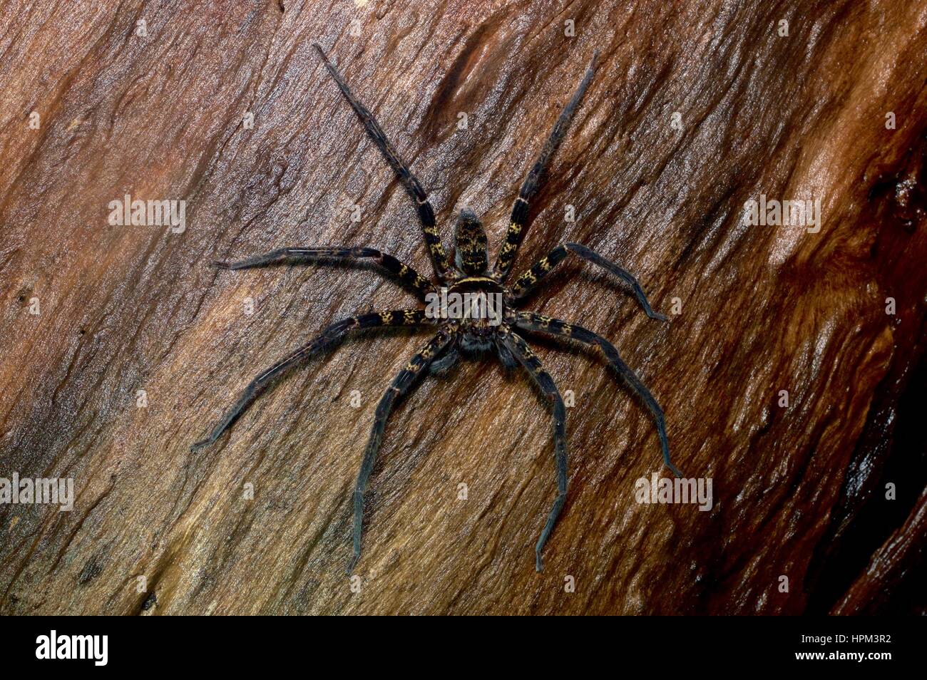 Un huntsman spider (Famiglia Sparassidae) su un registro ad umido nella foresta pluviale in Santubong National Park, Sarawak, Est Malesia, Borneo Foto Stock