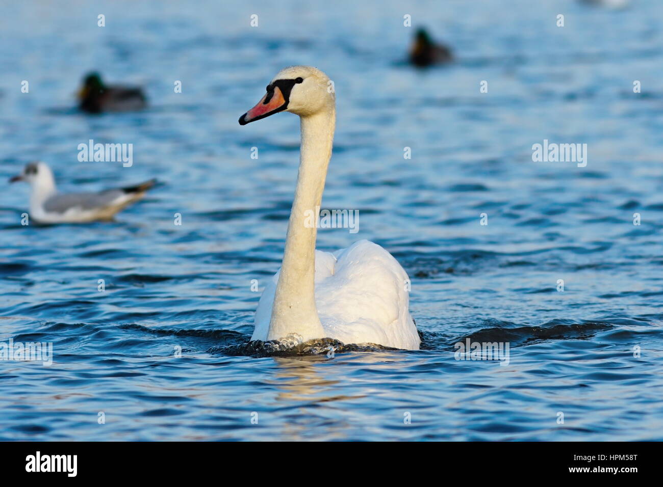 Bellissimo cigno nuotare in acqua blu ( Cygnus olor ) Foto Stock