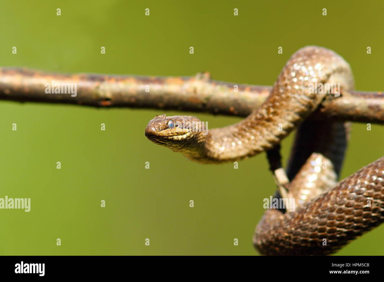 Chiusura del serpente liscio salendo sul ramo ( Coronella austriaca ) Foto Stock