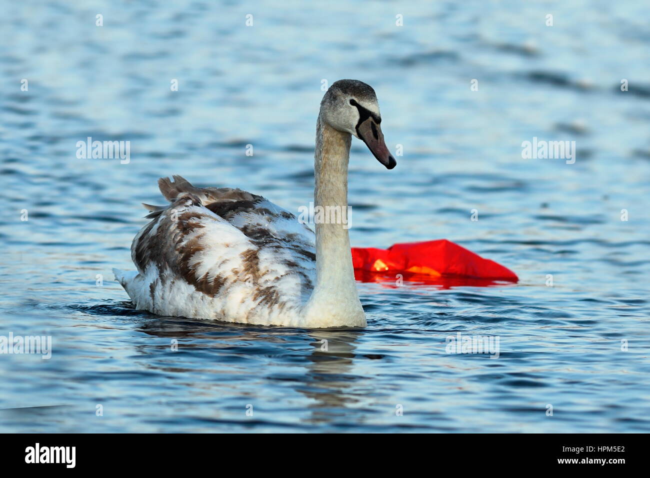 I capretti cigno nuotare sul fiume inquinato ( Cygnus olor ); questa sezione del fiume è influenzato da inquinamento; gli uccelli acquatici sono venuta qui per Foto Stock
