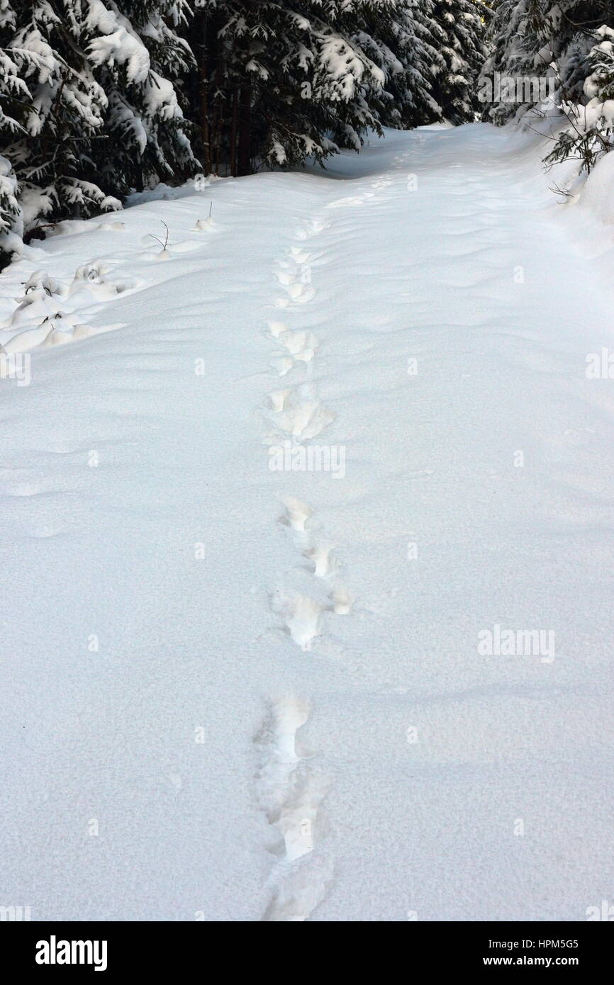 Wild wolf le tracce in grande neve in Apuseni Montagne, Romania, uno degli ultimi luoghi selvaggio con grandi carnivori in Europa Foto Stock