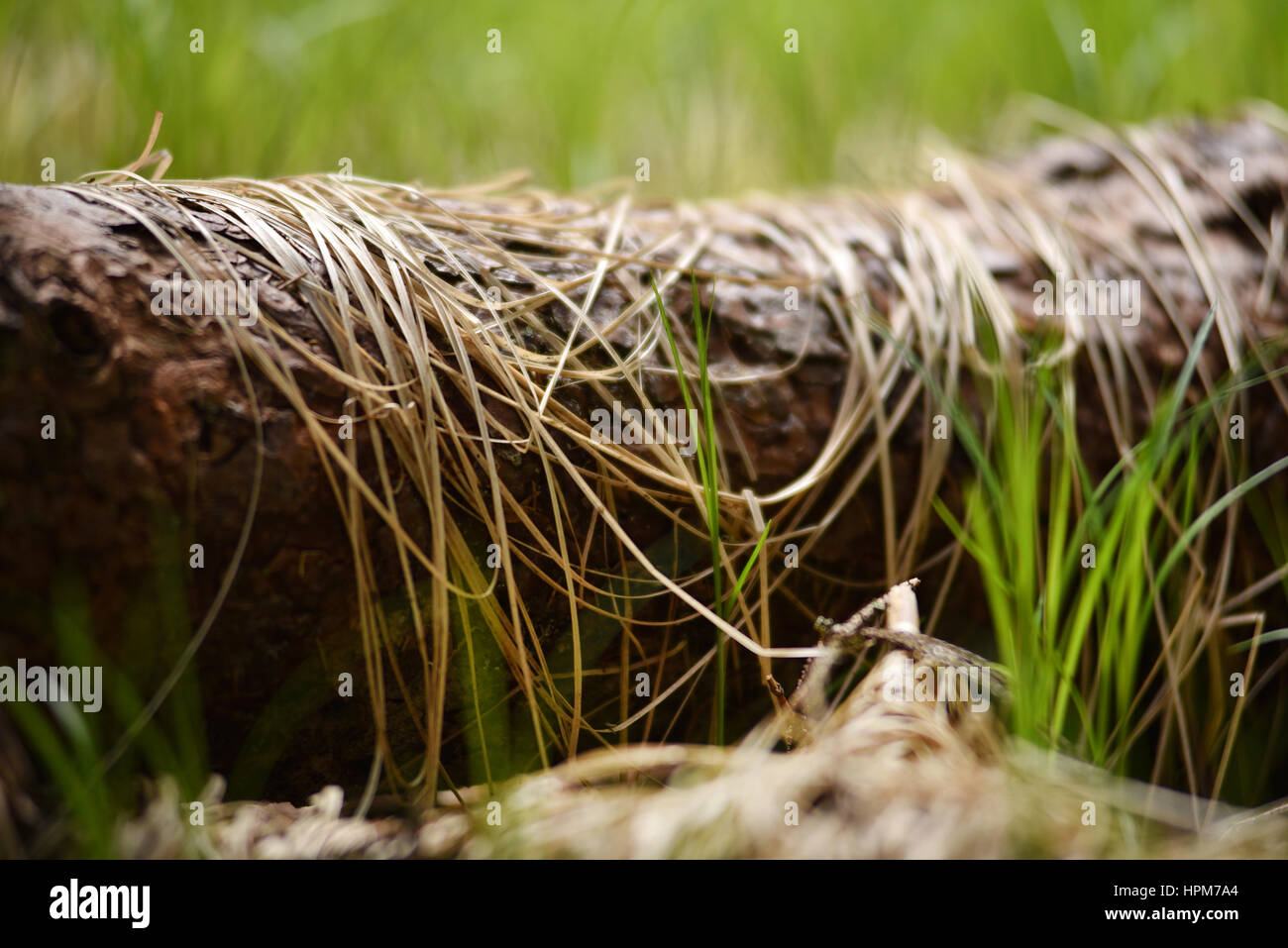 Giovani erba verde ed erba secca su un tronco nella foresta Foto Stock