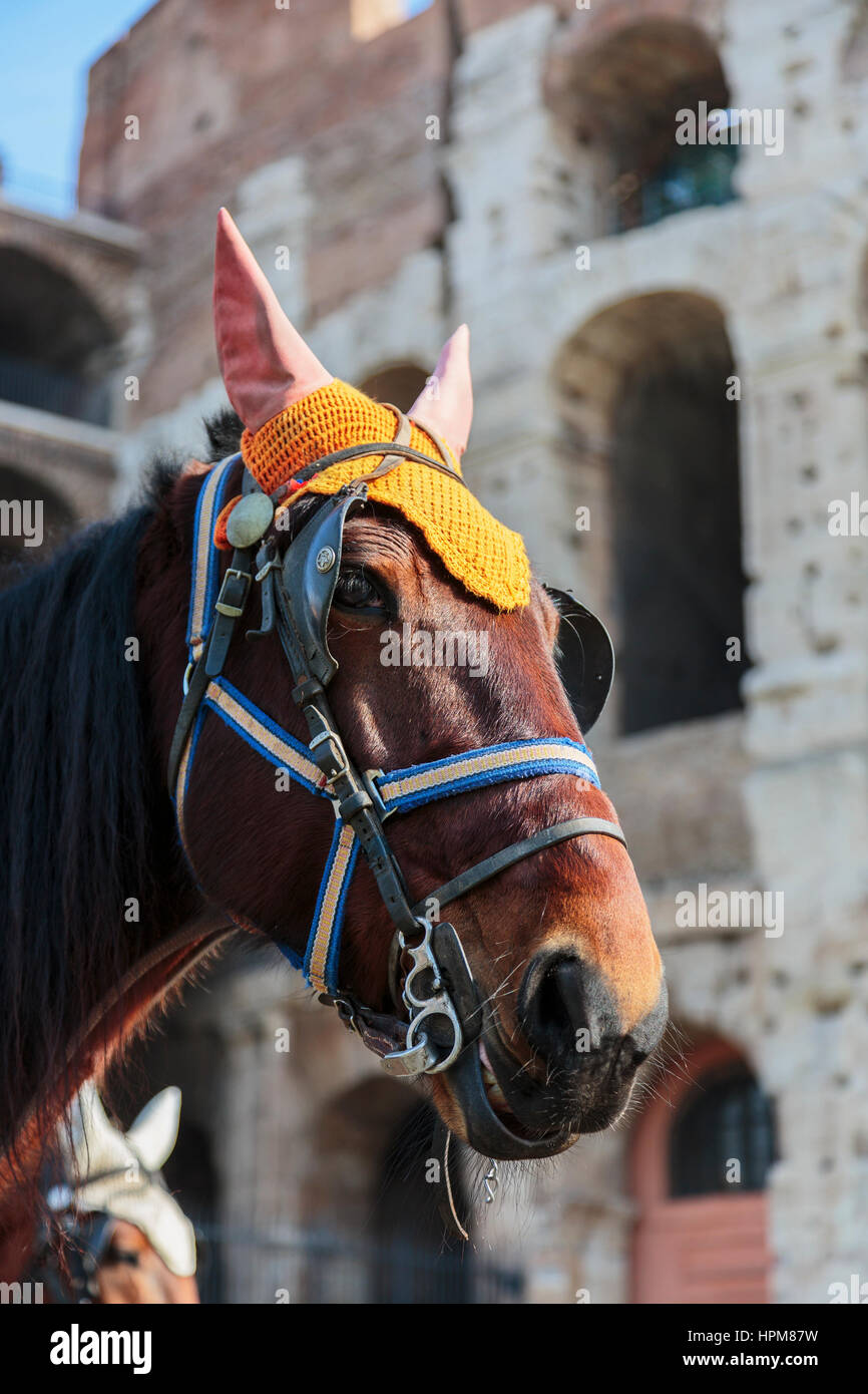 Cavallo utilizzato per disegnare le trappole per turisti sulle visite guidate della città al di fuori del Colosseo, Roma, Italia Foto Stock