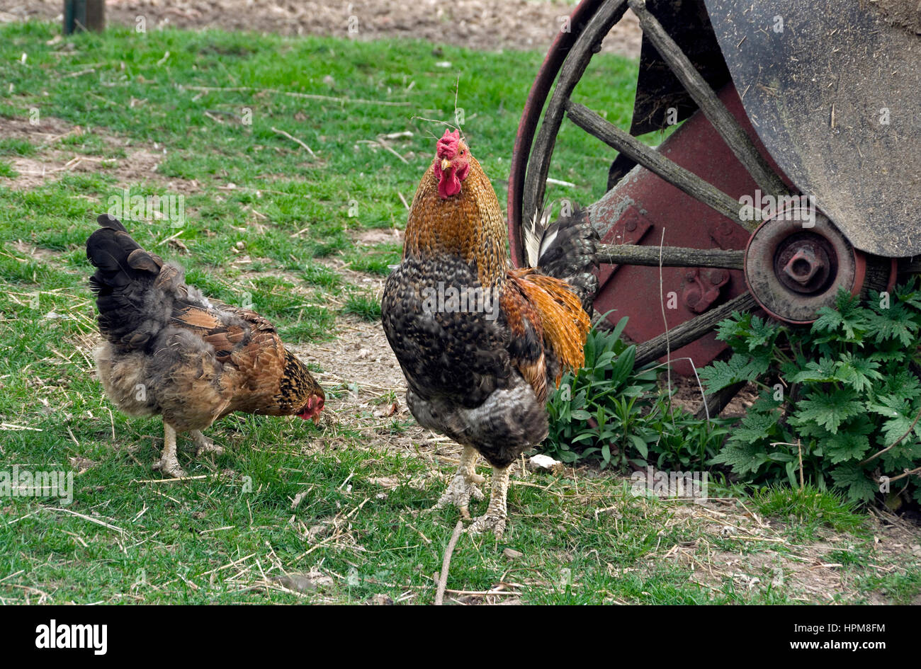Polli domestici, Gallo e gallina, Gallus gallus domesticus in cortile Foto Stock