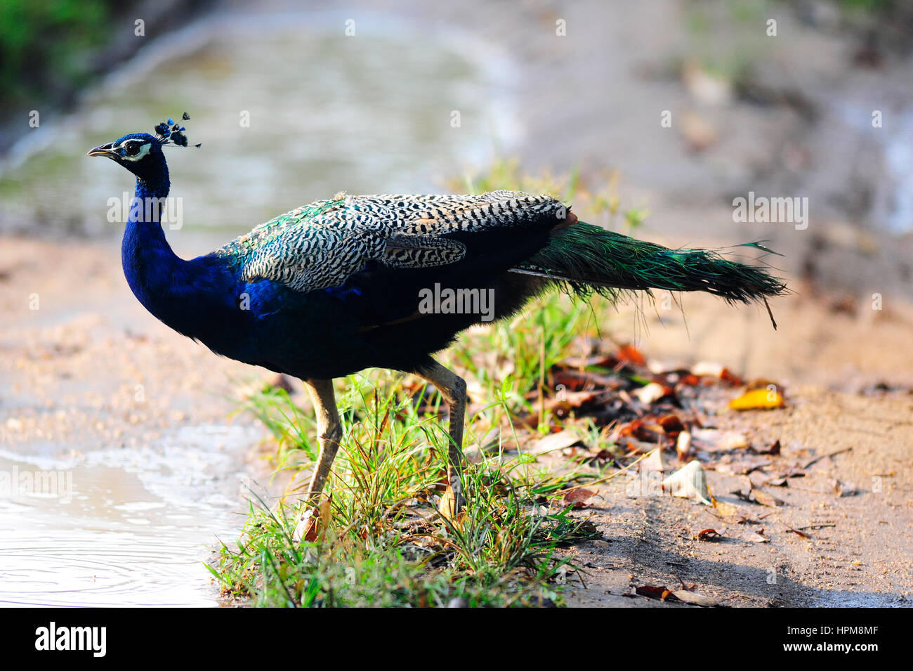 Peafowl indiano, Nagarahole Park, Karnataka, India Foto Stock