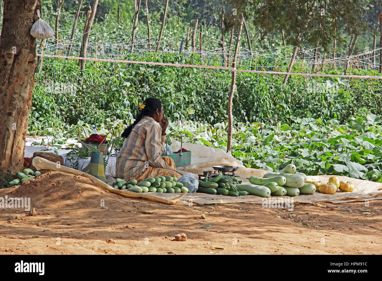Unidentified donna indiana agricoltore la vendita di verdure fresche spiumate presso l'azienda. Il prodotto viene raccolto dal giardino vegetale nelle vicinanze. Foto Stock