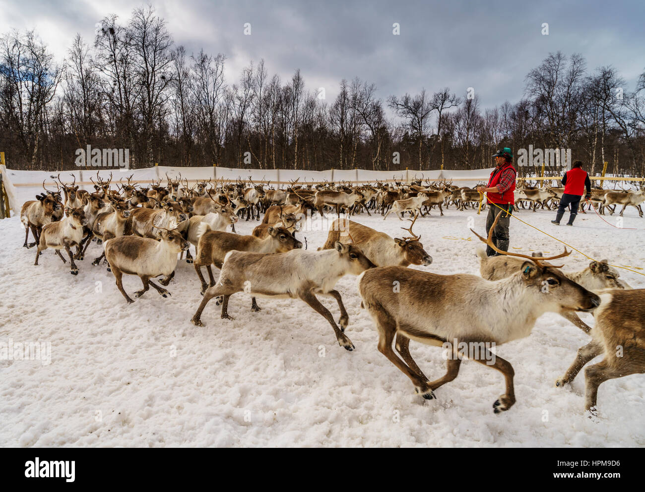 La renna imbrancandosi, l'Area Laponian, un patrimonio mondiale ubicazione, Svezia settentrionale Foto Stock