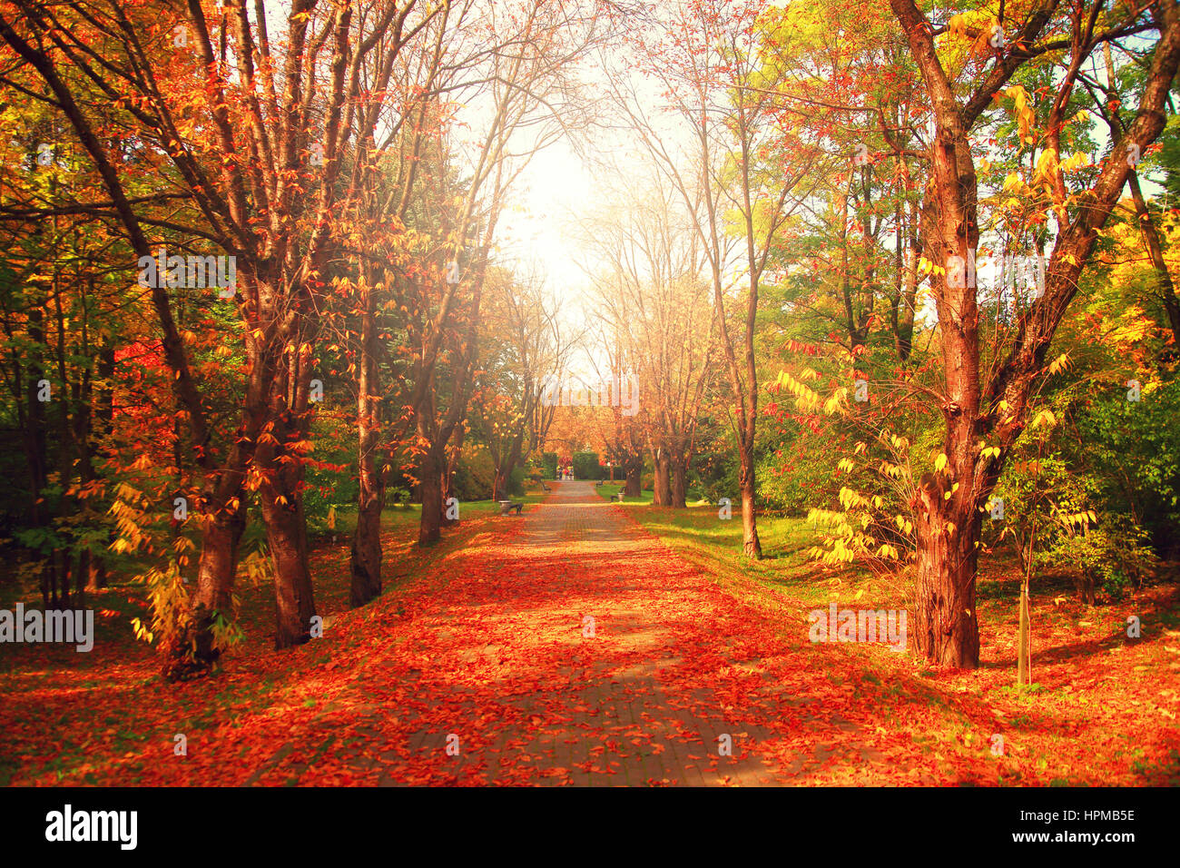 Alley con foglie rosse in autunno park in una giornata di sole Foto Stock