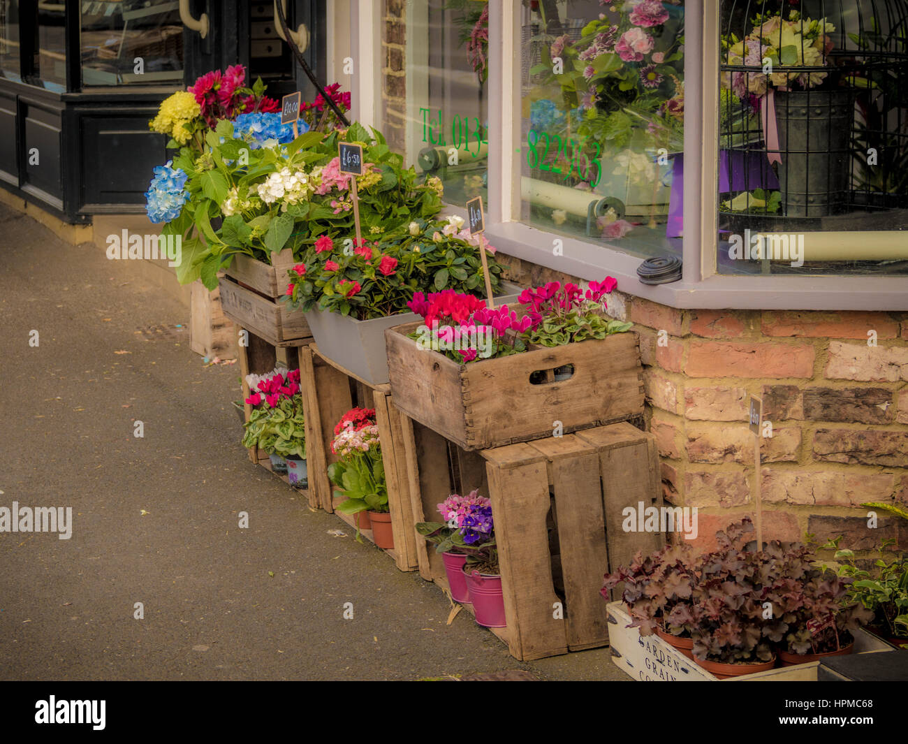 Biancheria da letto di fioritura delle piante per la vendita al di fuori del negozio in Easingwold, nello Yorkshire, Regno Unito. Foto Stock