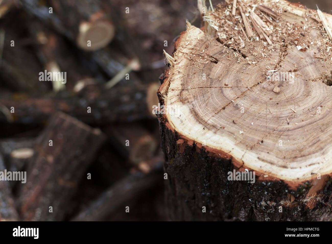 I dettagli di una struttura di taglio, il taglio e la memorizzazione di legna da ardere. Foto Stock
