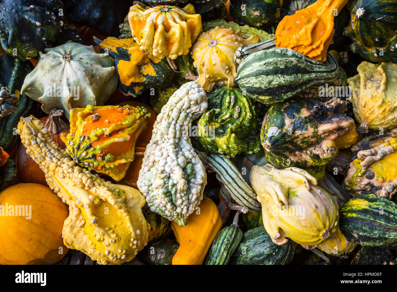 Chiusura del display di caduta di zucche, zucche e fiori a Hershberger's Farm in Millersburg, Ohio, Stati Uniti d'America. Foto Stock