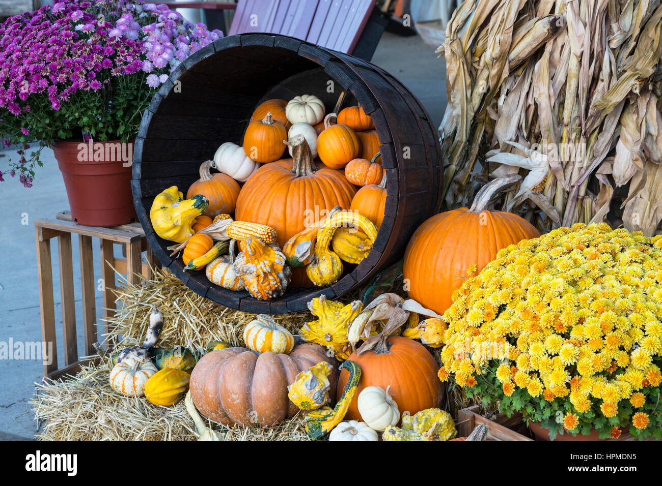 Chiusura del display di caduta di zucche, zucche e fiori a Hershberger's Farm in Millersburg, Ohio, Stati Uniti d'America. Foto Stock