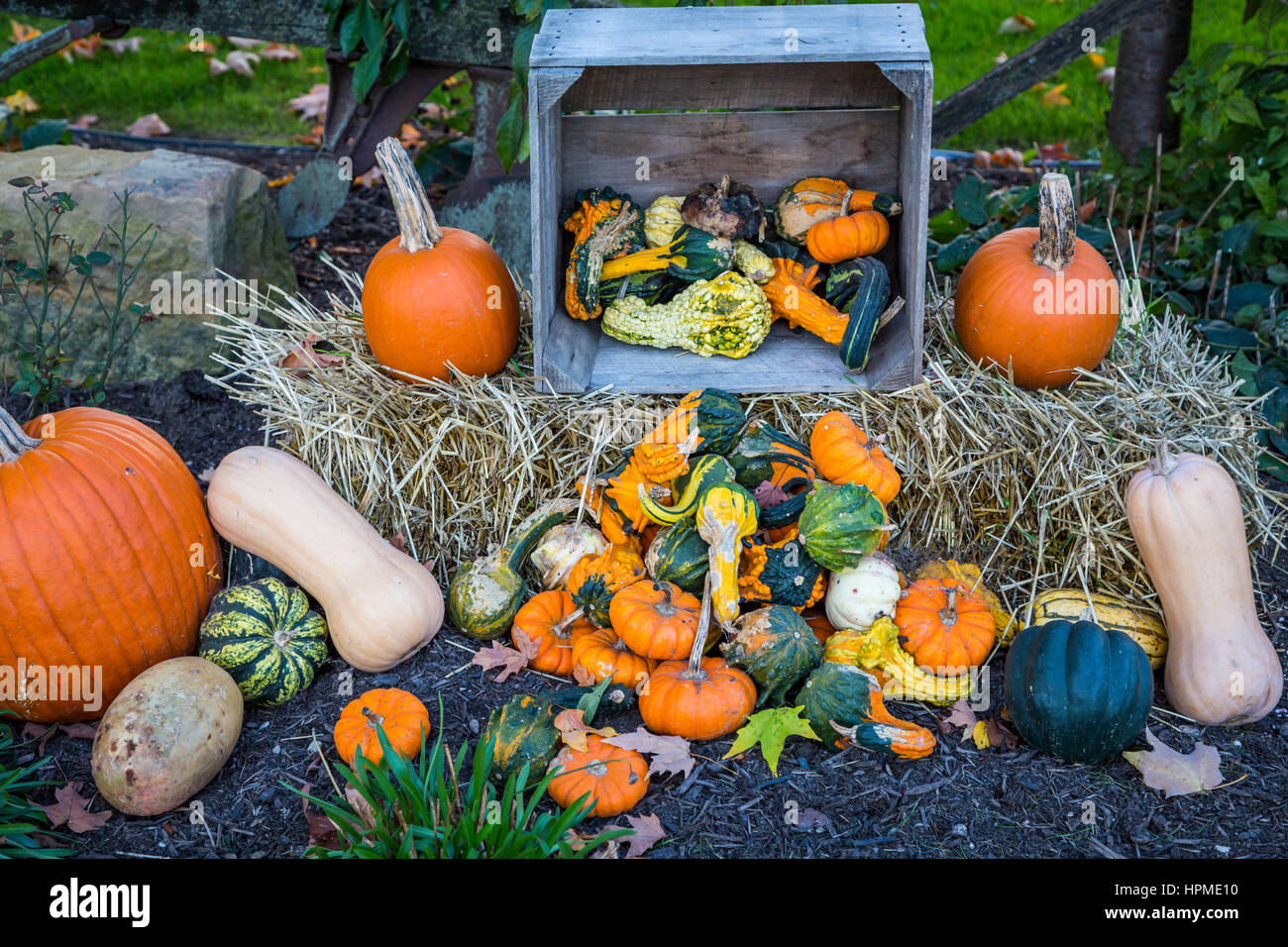 Chiusura del display di caduta di zucche, zucche e fiori a Hershberger's Farm in Millersburg, Ohio, Stati Uniti d'America. Foto Stock