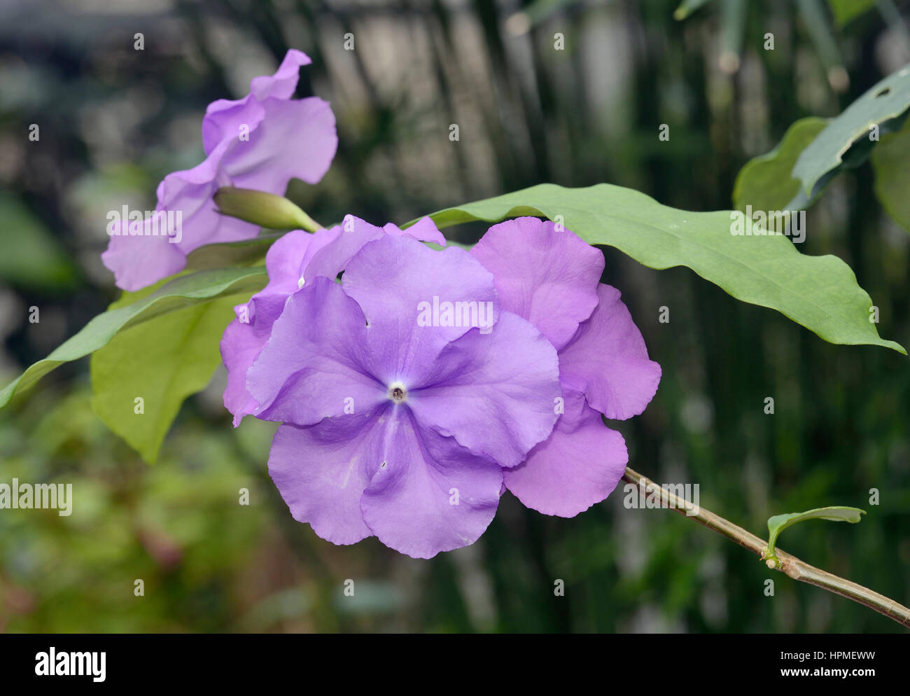 Ortaggi o mercurio Manaca - Brunfelsia uniflora syn. Brunfelsiana hopeana, syn. Franciscea hopeana dal Tropical America del Sud Foto Stock