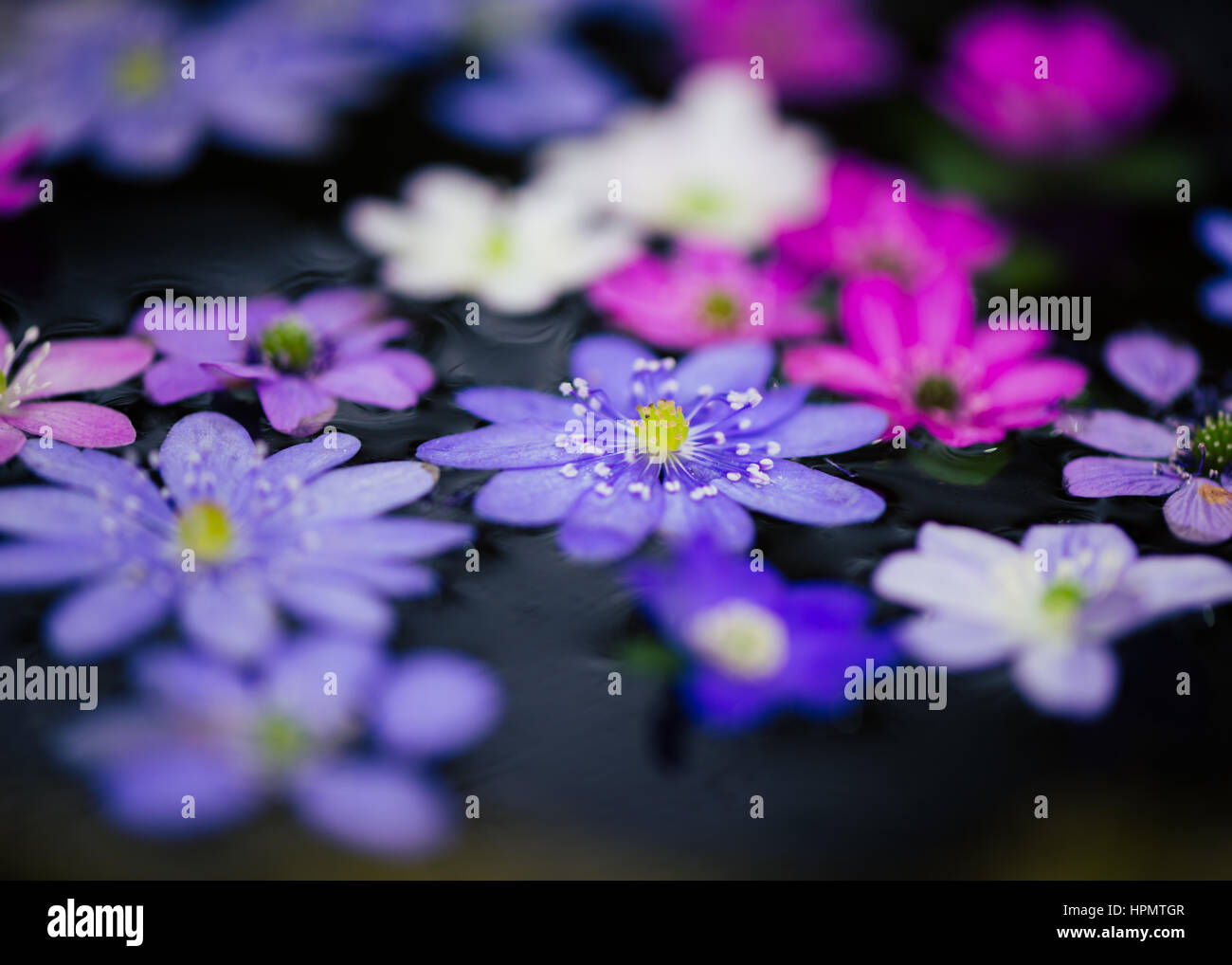 Hepatica RHS Chelsea John Massey frassino tinto vivai, Giubileo Diamond Award. RHS Chelsea Flower Show 2016 floating flower pink blu bianco nero Foto Stock