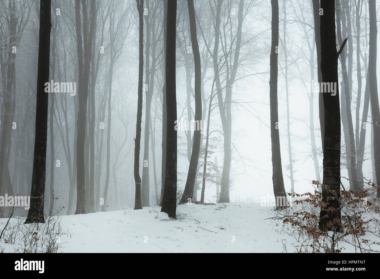 Inverno foggy sentiero forestale. Alberi con la brina Foto Stock