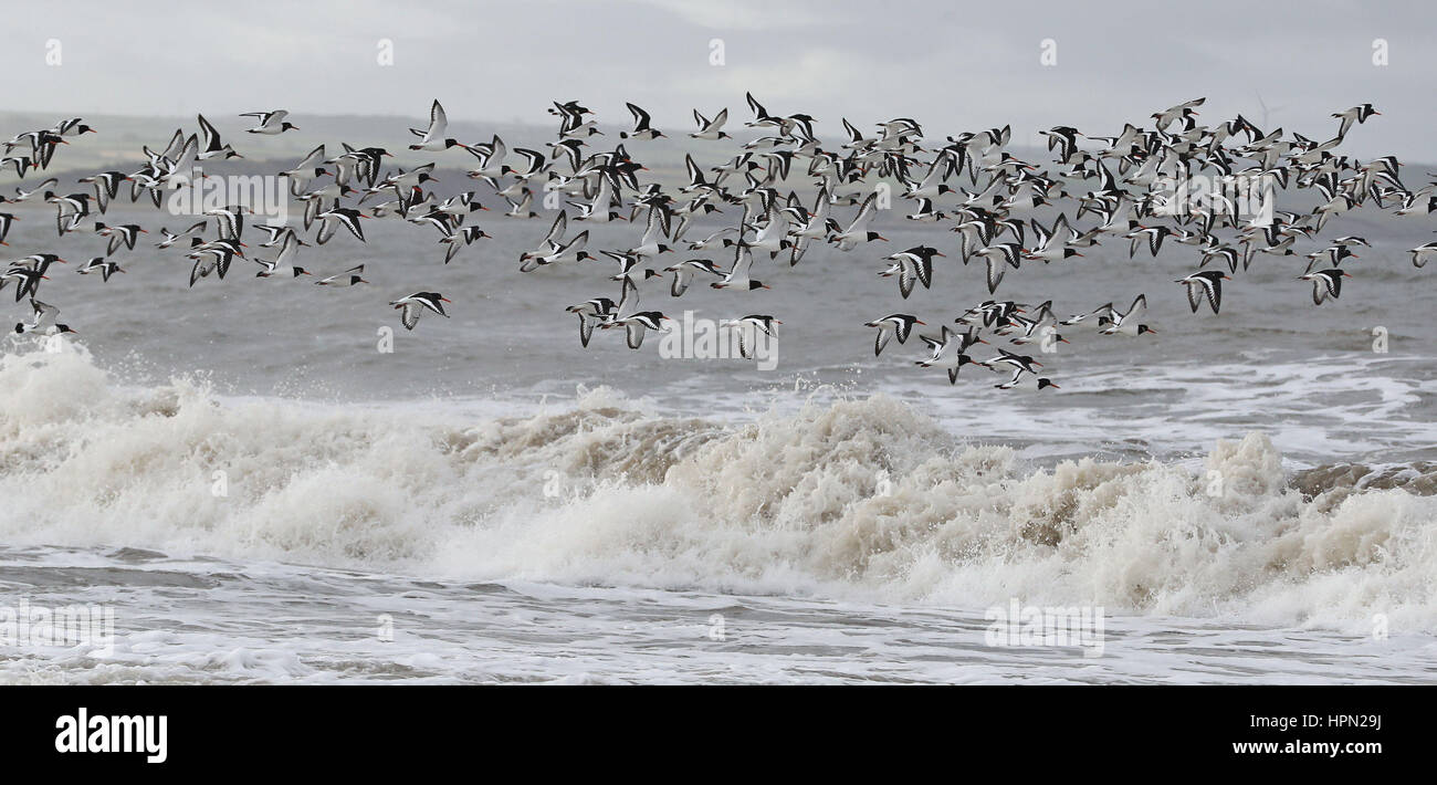 Oystercatcher uccelli di mare volare oltre il mare agitato a Alonby in Cumbria West coast dopo la tempesta Doris ha raggiunto quasi 90mph sul suo modo di pastella Gran Bretagna. Foto Stock