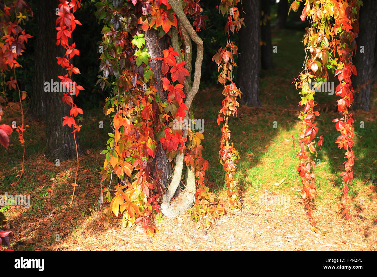 Rosso e Giallo le foglie in autunno park in una giornata di sole Foto Stock