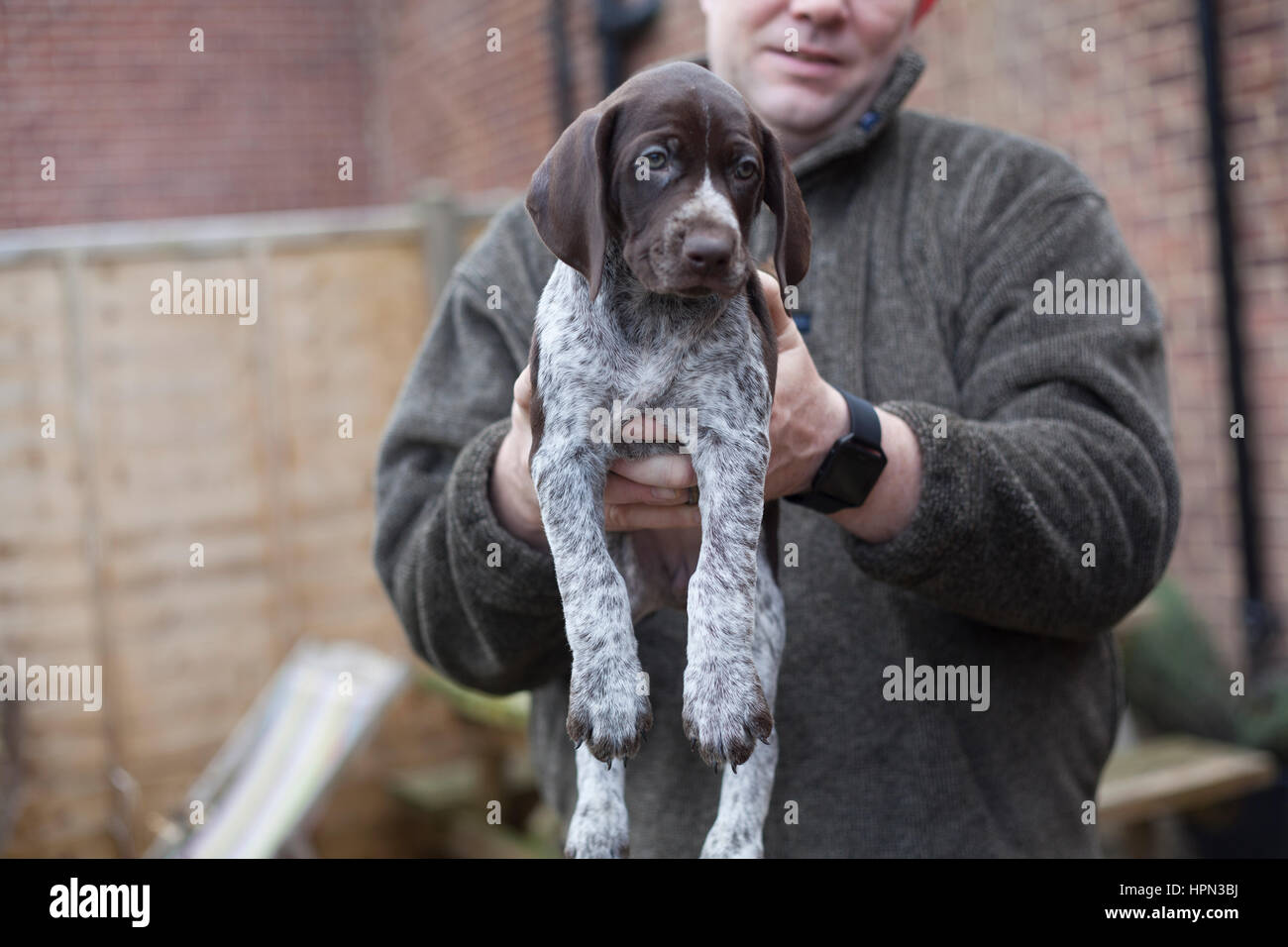 SURREY, Regno Unito. Jim Hannon, 41, di Roburretreat Canili (basato a Farnham, Surrey) detiene una cinque settimane vecchio tedesco pelo corto cucciolo di puntatore. Foto Stock