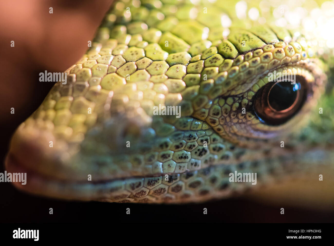 Emerald tree monitor (Varanus prasinus) di testa. Monitor arboree lizard in famiglia Varanidae, aka albero verde monitor, dalla Nuova Guinea Foto Stock