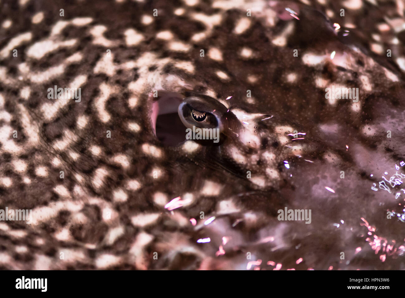 Occhio e ben sviluppato spiracle di skate. I pesci cartilaginei in ordine Rajiformes mostrando occhio prominente e principali mezzi di prelievo di acqua Foto Stock