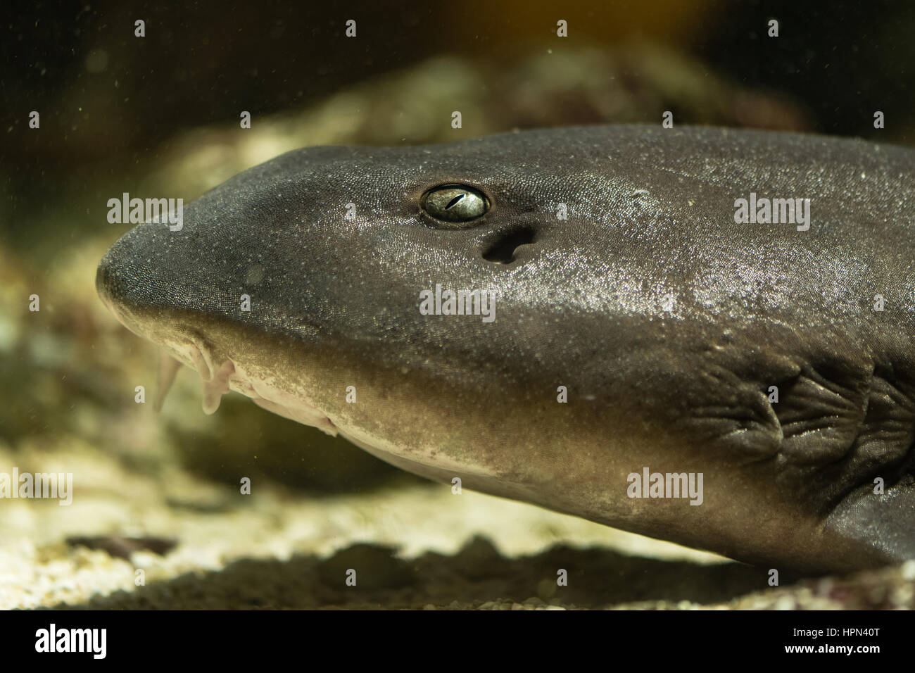 Brownbanded squalo Bamboo (Chiloscyllium punctatum testa). Per i pesci adulti aka cat shark, nella famiglia Hemiscylliidae, mostrando occhio e barbi Foto Stock