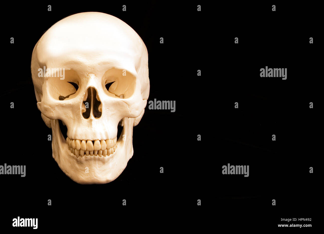 Cranio umano con spazio di copia Foto Stock