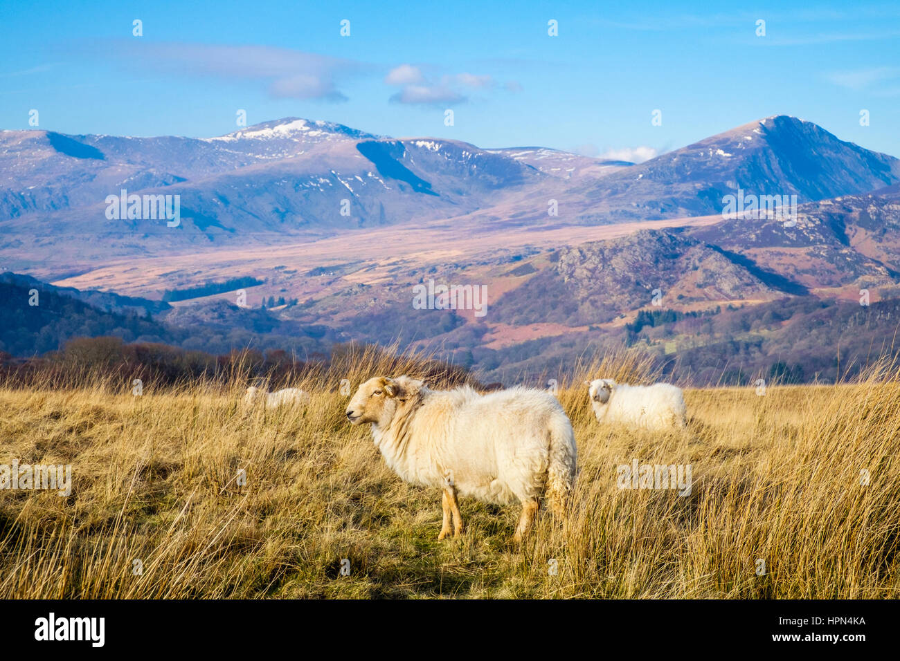 Welsh pecore nel paese lato sulla brughiera hillfarm nelle montagne del Parco Nazionale di Snowdonia con Carneddau in distanza. Il Galles del Nord, Regno Unito, Gran Bretagna. Foto Stock
