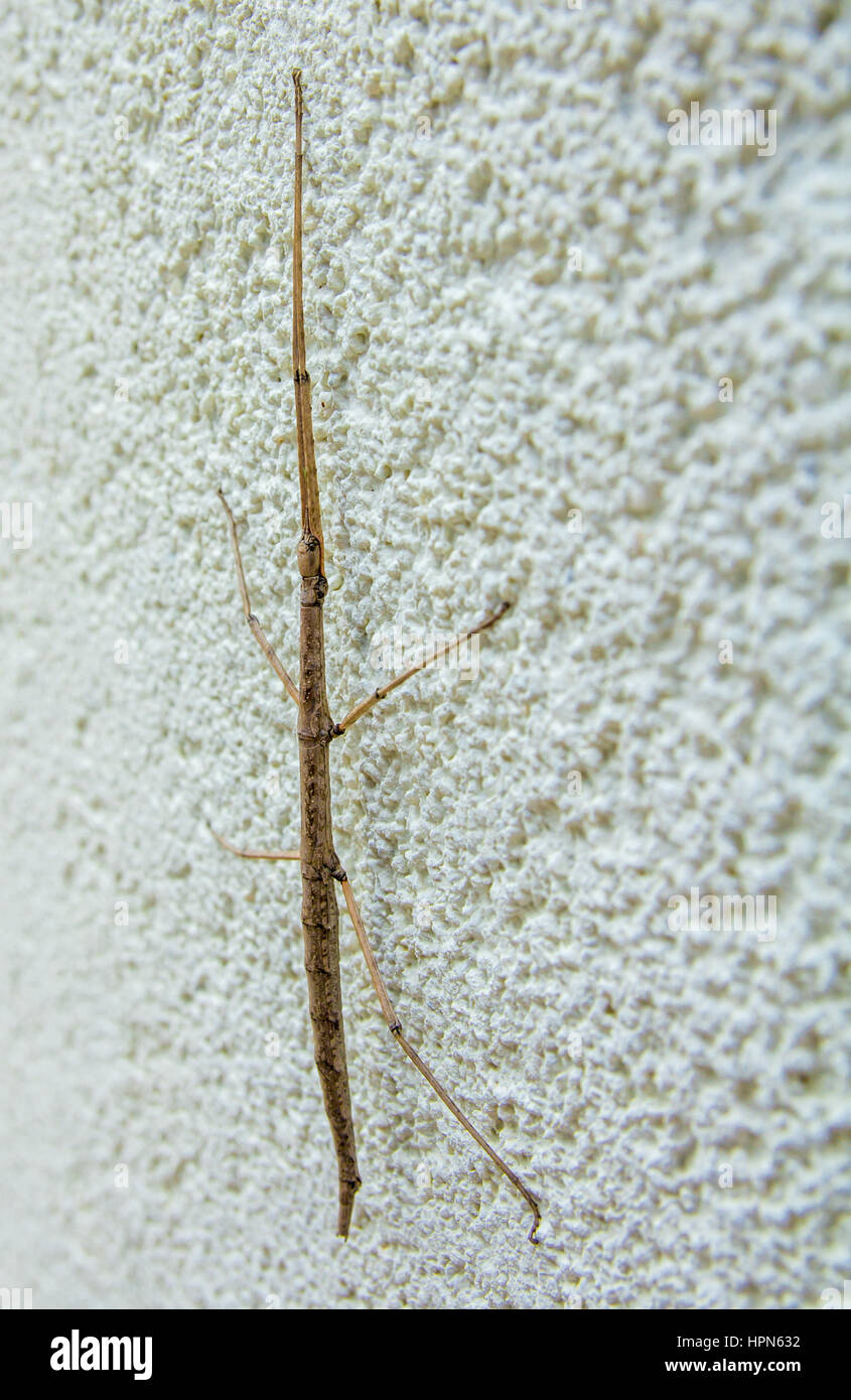 Unione stick insetto in Croatis sulla parete Foto Stock