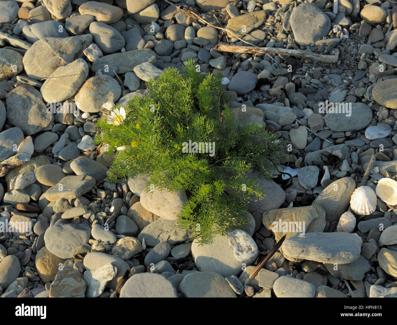 Mare, Mayweed Tripleurospermum maritimum crescendo in ghiaia Foto Stock