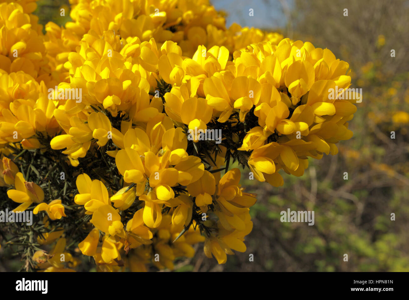 Gorse, Ulex Europaeus, abbondanti fiori Foto Stock