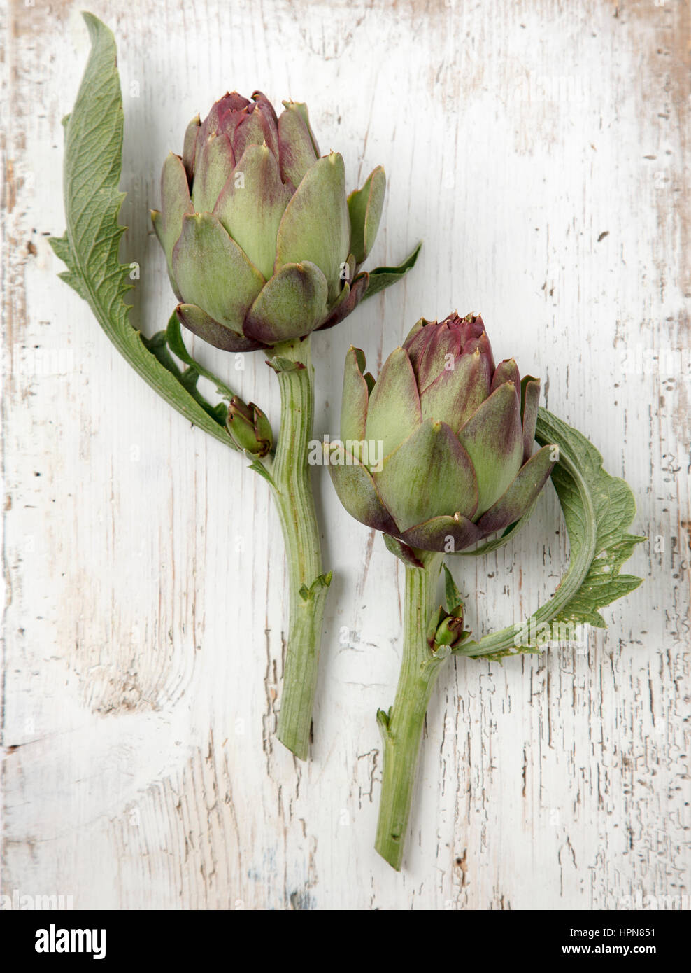 Due violetta carciofi in distressed sfondo di legno Foto Stock