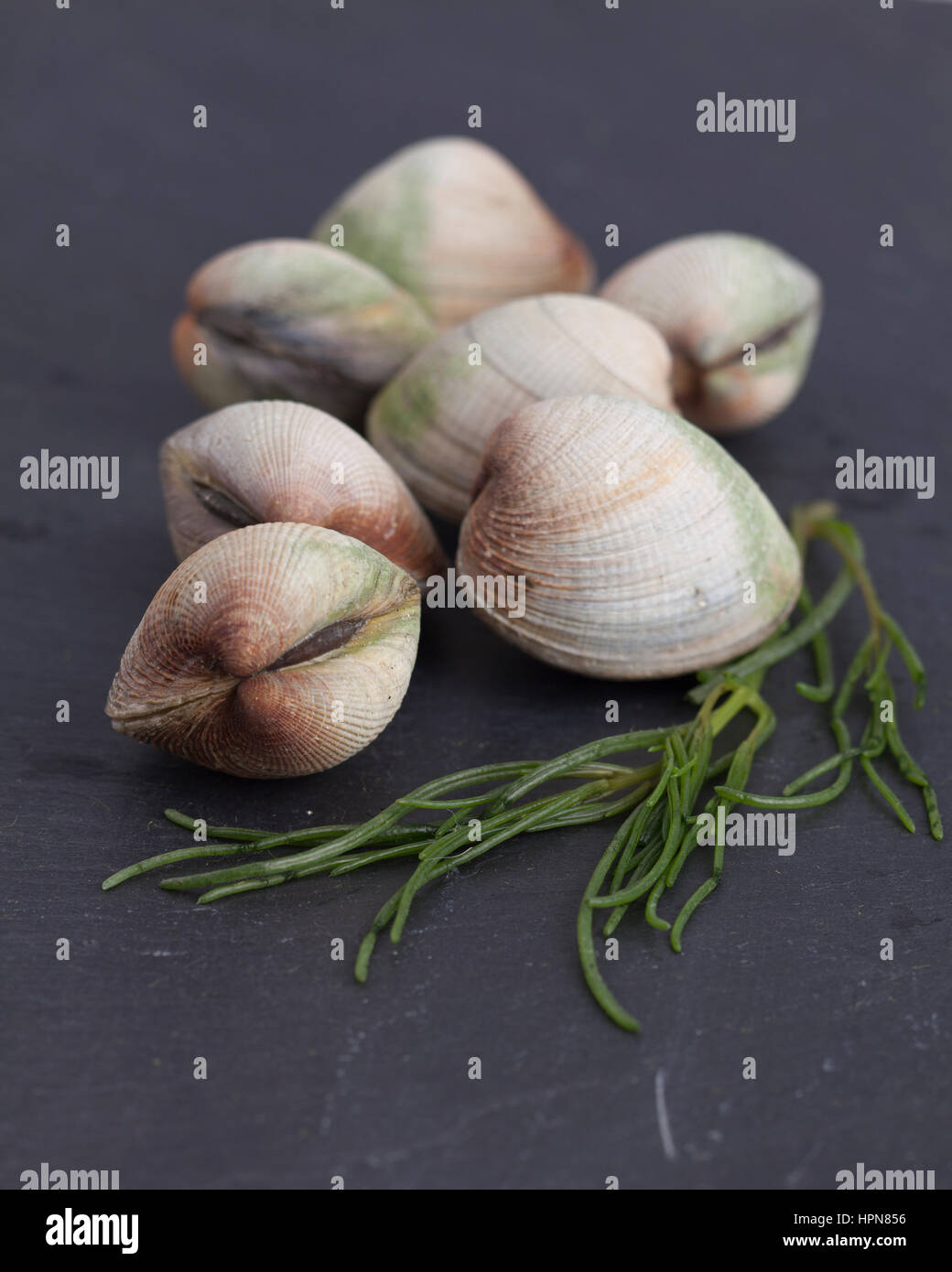 Sette vongole fresche in ardesia grigia con samphire Foto Stock