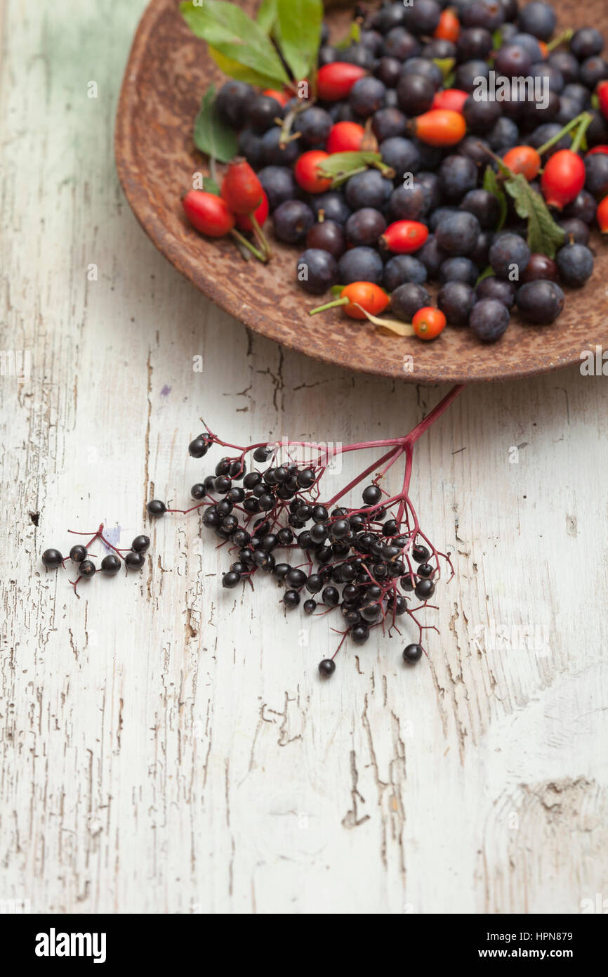 British siepe autunno la frutta in distressed Sfondo legno Foto Stock