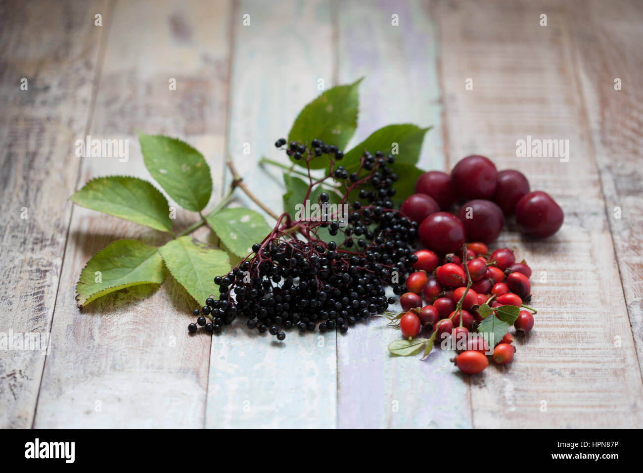 British frutti selvatici presi dalla siepe fotografato su un distressed Sfondo legno Foto Stock