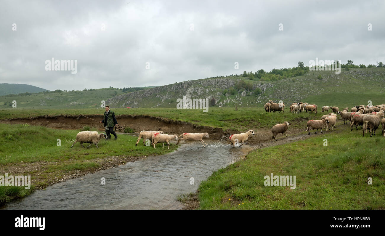 Brezovica, Serbia - Maggio 12. 2016: pecore in un casale Varcando il fiume Foto Stock