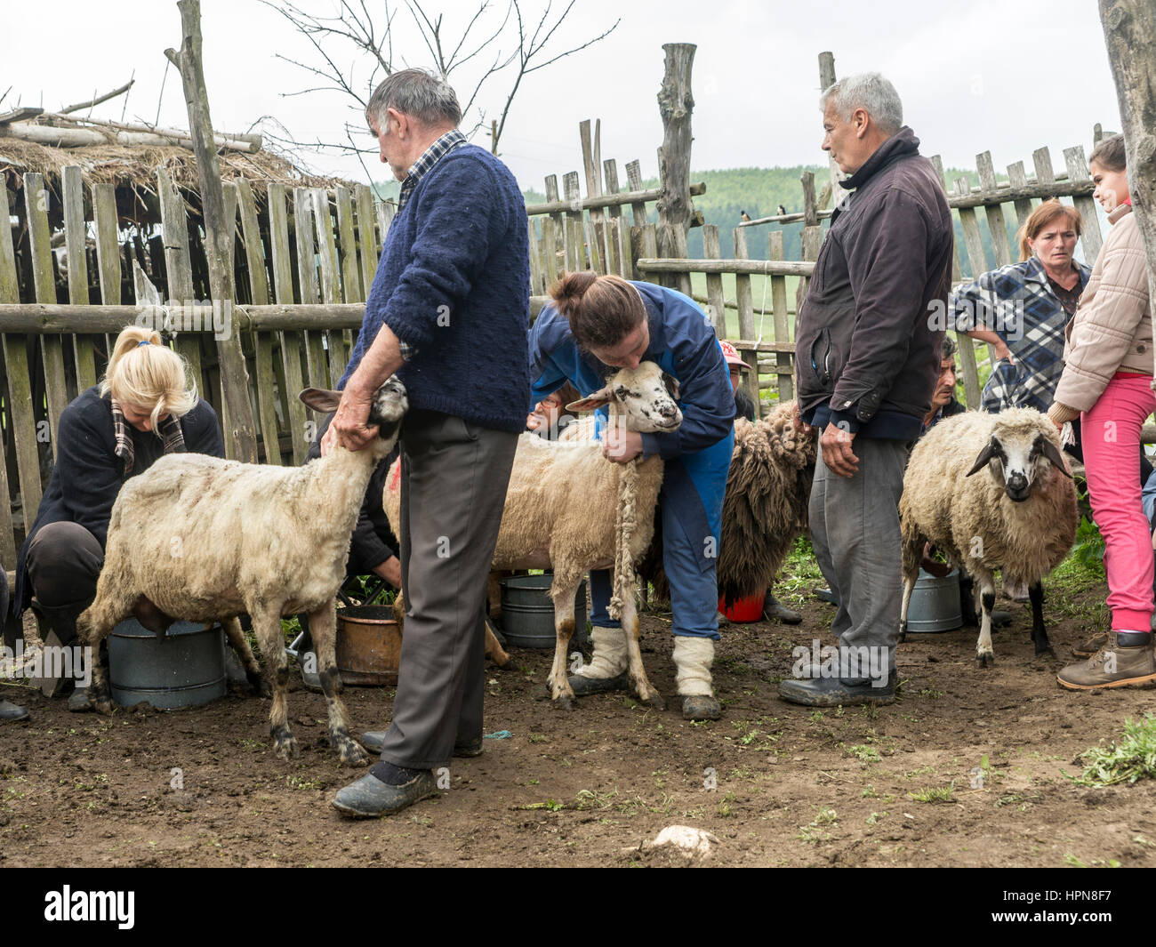 Brezovica, Serbia - 12 Maggio 2016: la mungitura di ovini in Brezovica sulla casa di montagna Foto Stock
