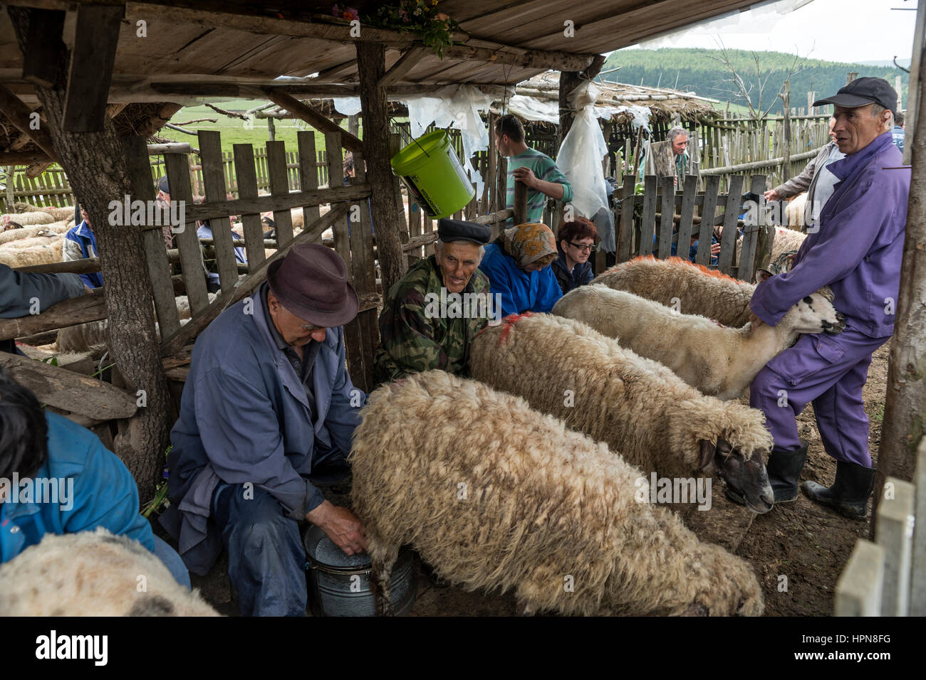 Brezovica, Serbia - 12 Maggio 2016: la mungitura di ovini in Brezovica sulla casa di montagna Foto Stock