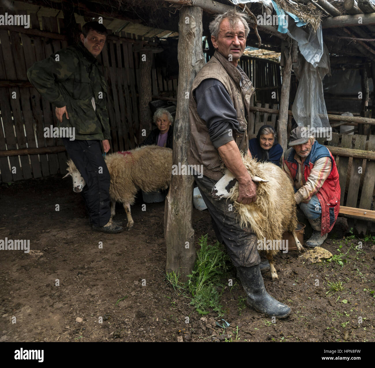 Brezovica, Serbia - 12 Maggio 2016: mungitura di ovini in agriturismo a Brezovica Foto Stock