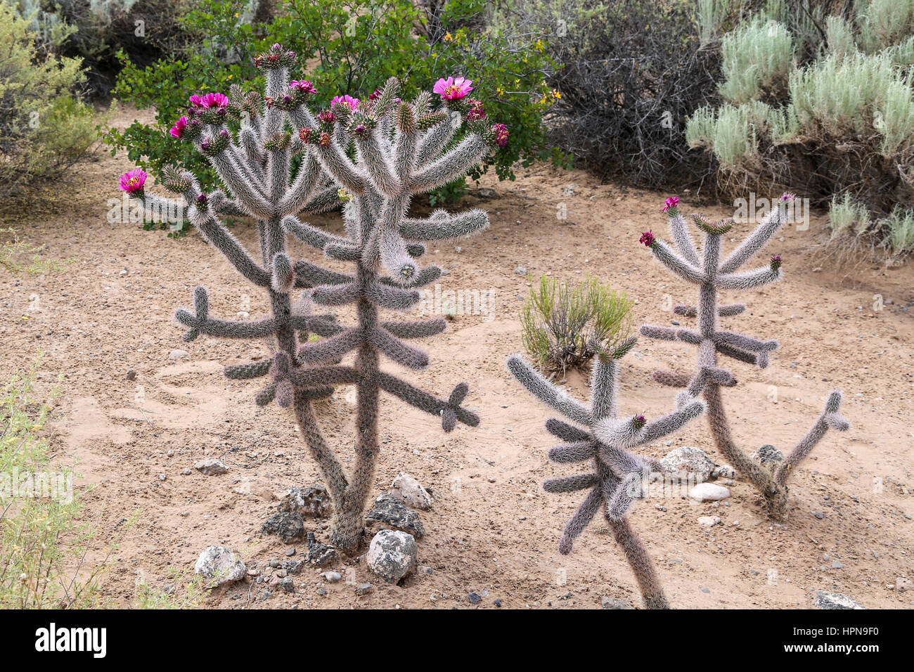 La canna da zucchero Cholla (salto) Cactus in fiore Foto Stock