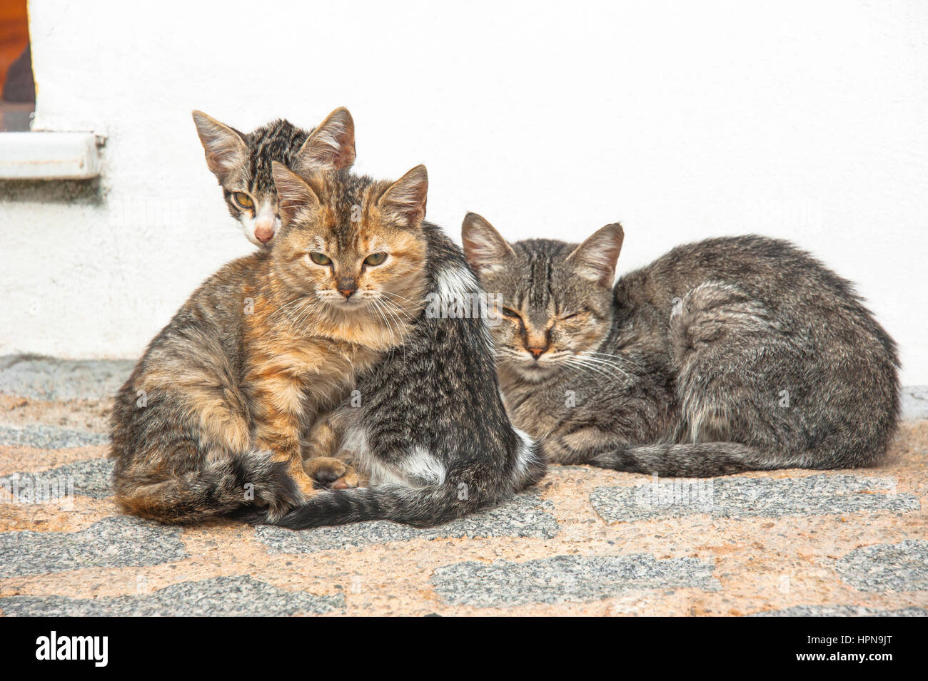 Tre graziosi, giovane, sleepy gatti in strada, snuggling insieme Foto Stock