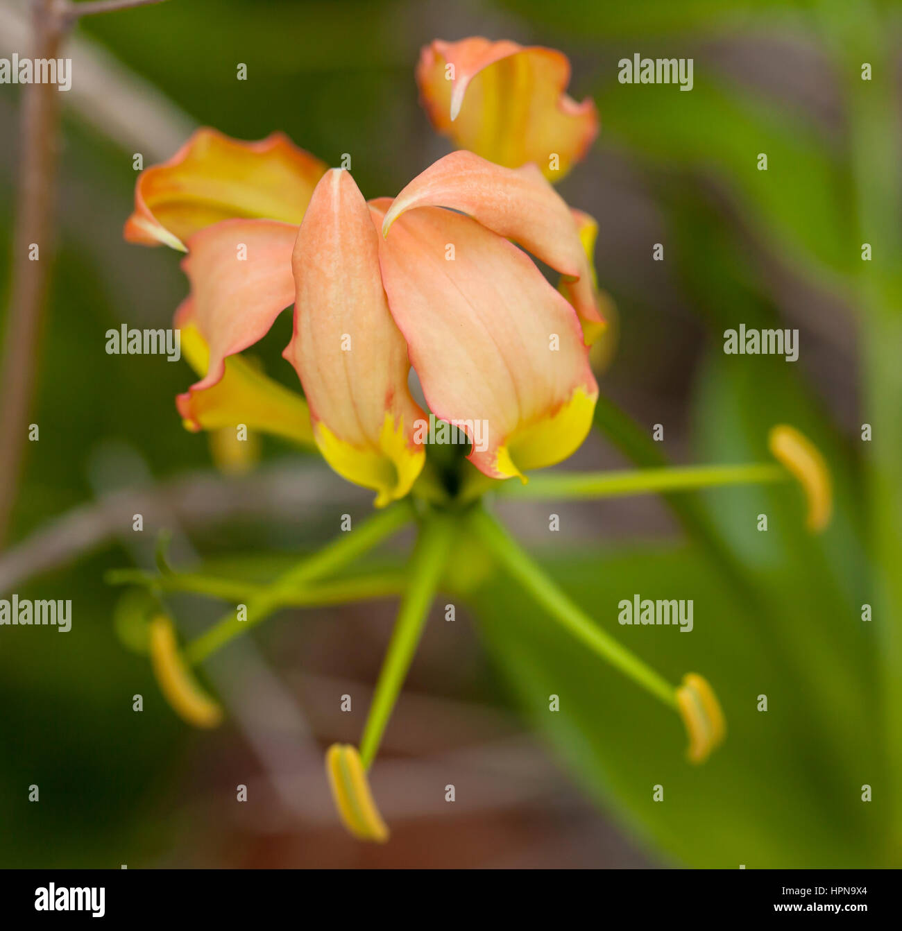 Delicato fiore. Un delicato di fiori selvatici di albicocca petali con filamenti esterni cresce allo stato selvatico in una macchia costiera sulla costa est dell'Australia Foto Stock