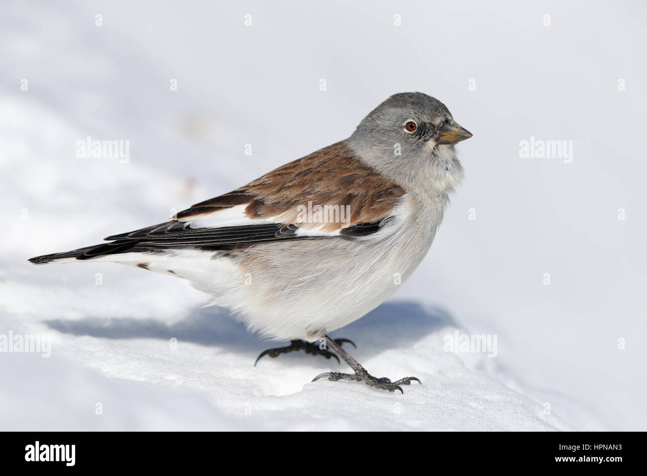 Bianco-winged Snowfinch, Alpi Svizzere Foto Stock